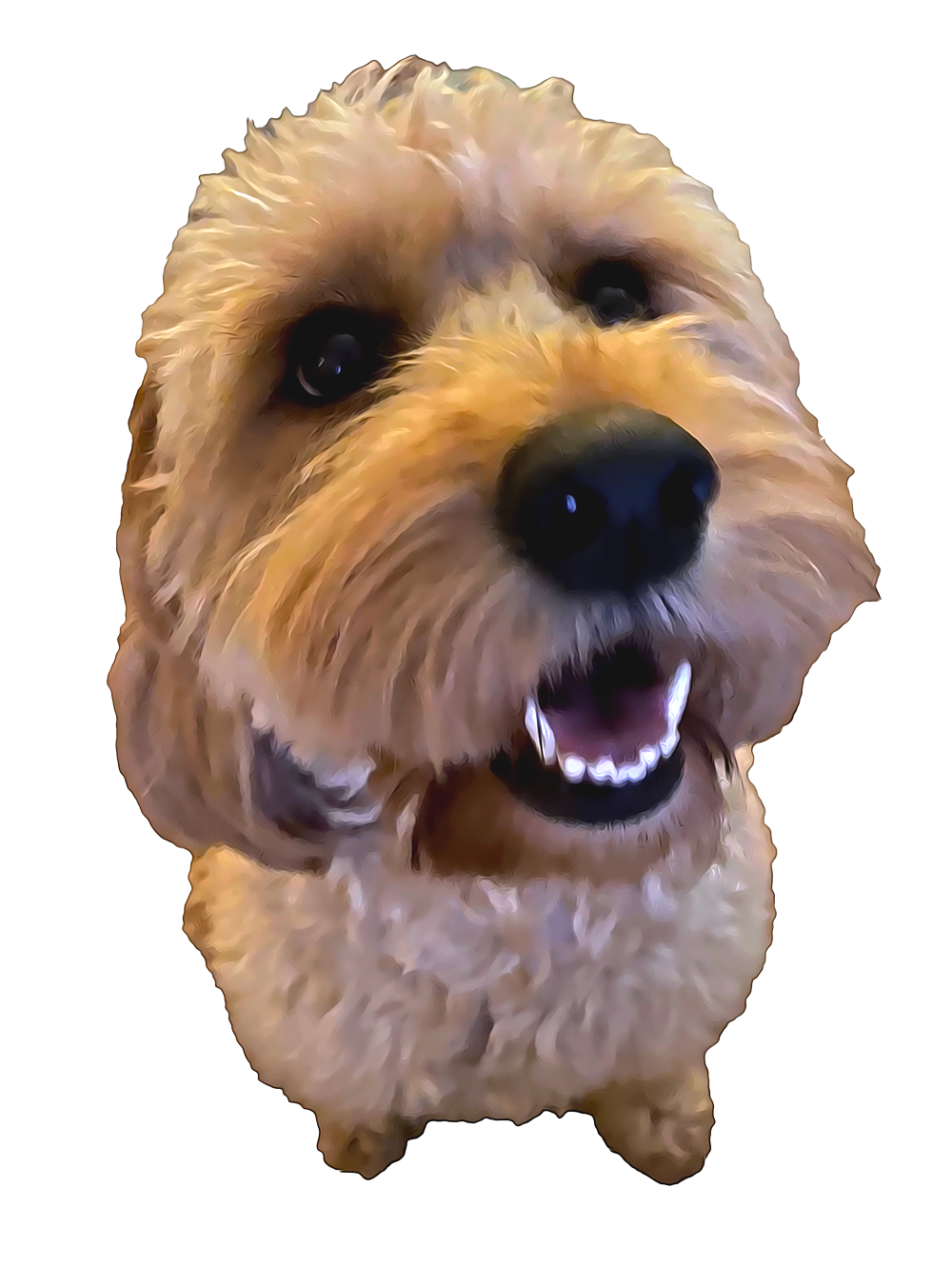 Willow the golden doodle